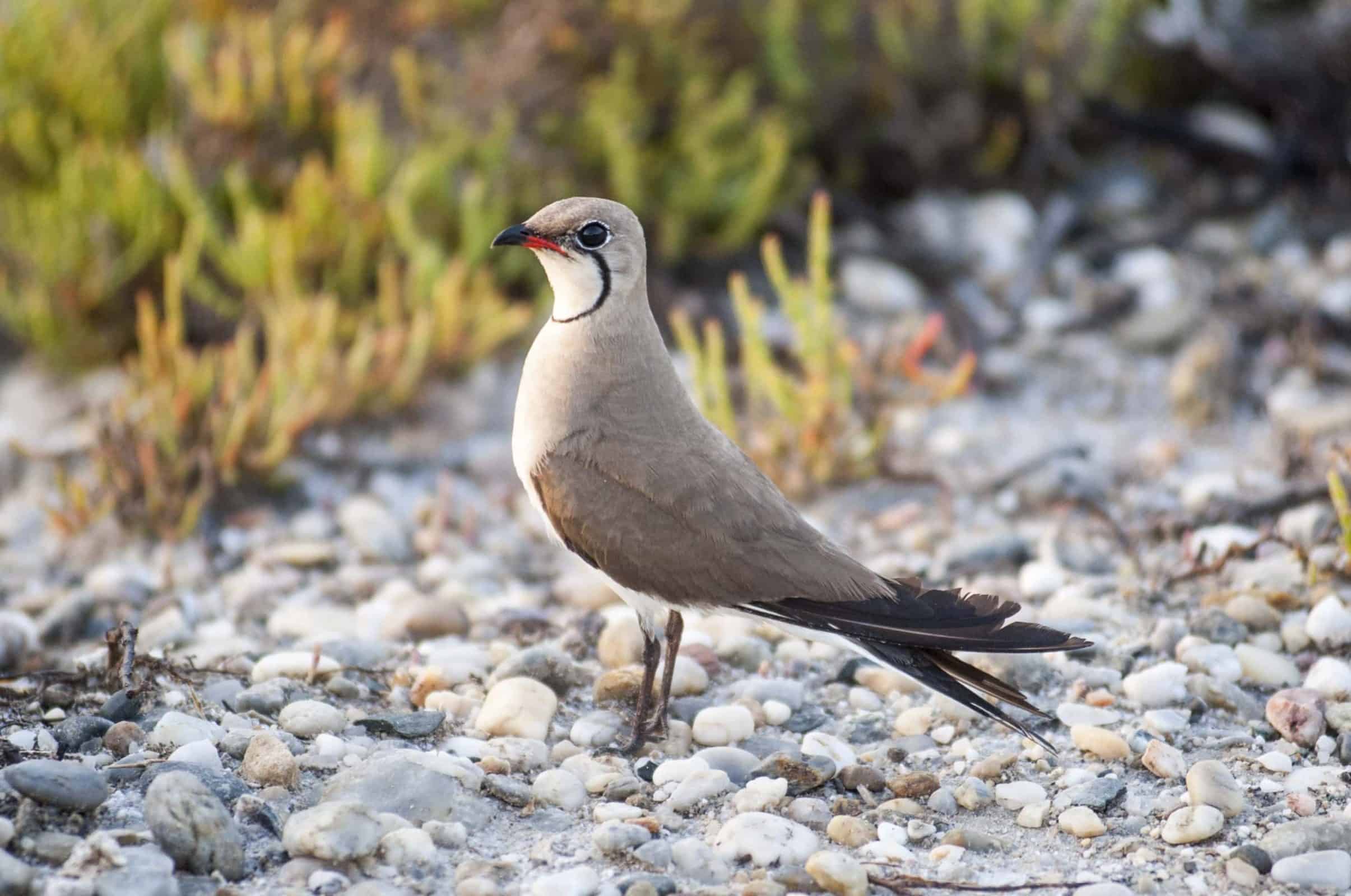 Collared Pranticole