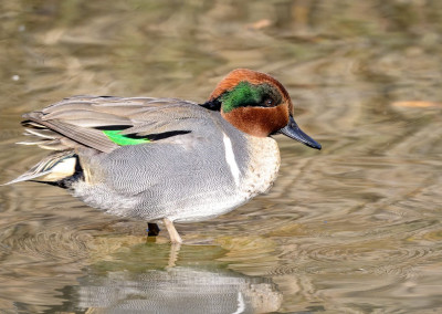 Eurasian Teal