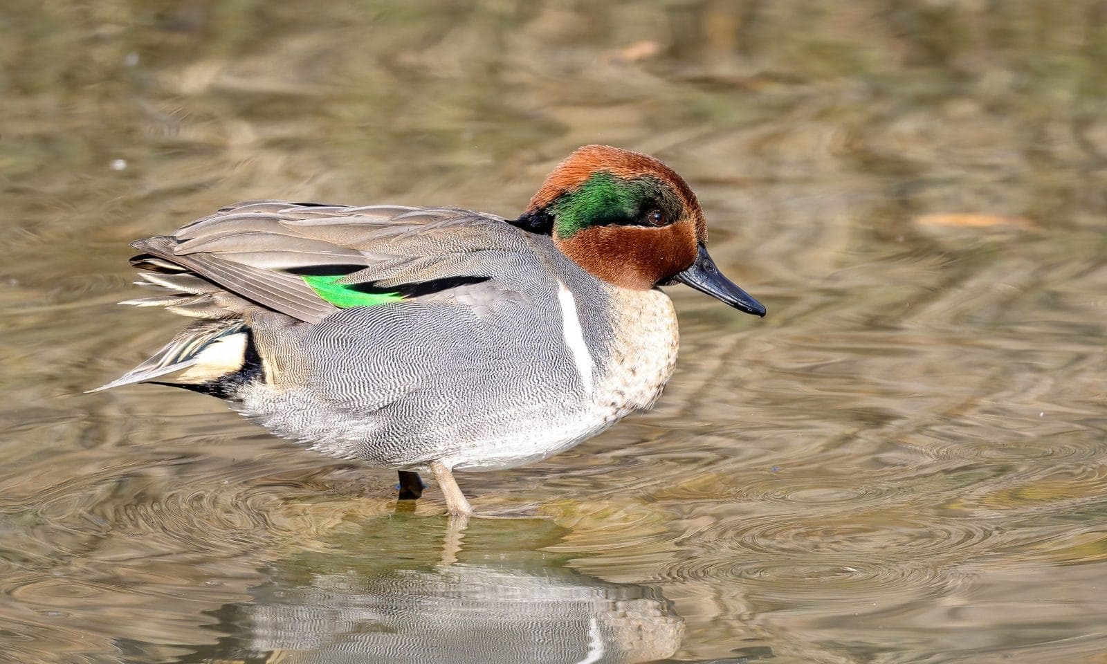 Eurasian Teal