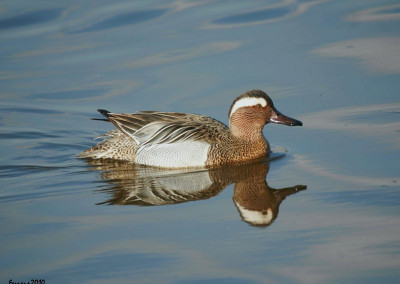 Garganey