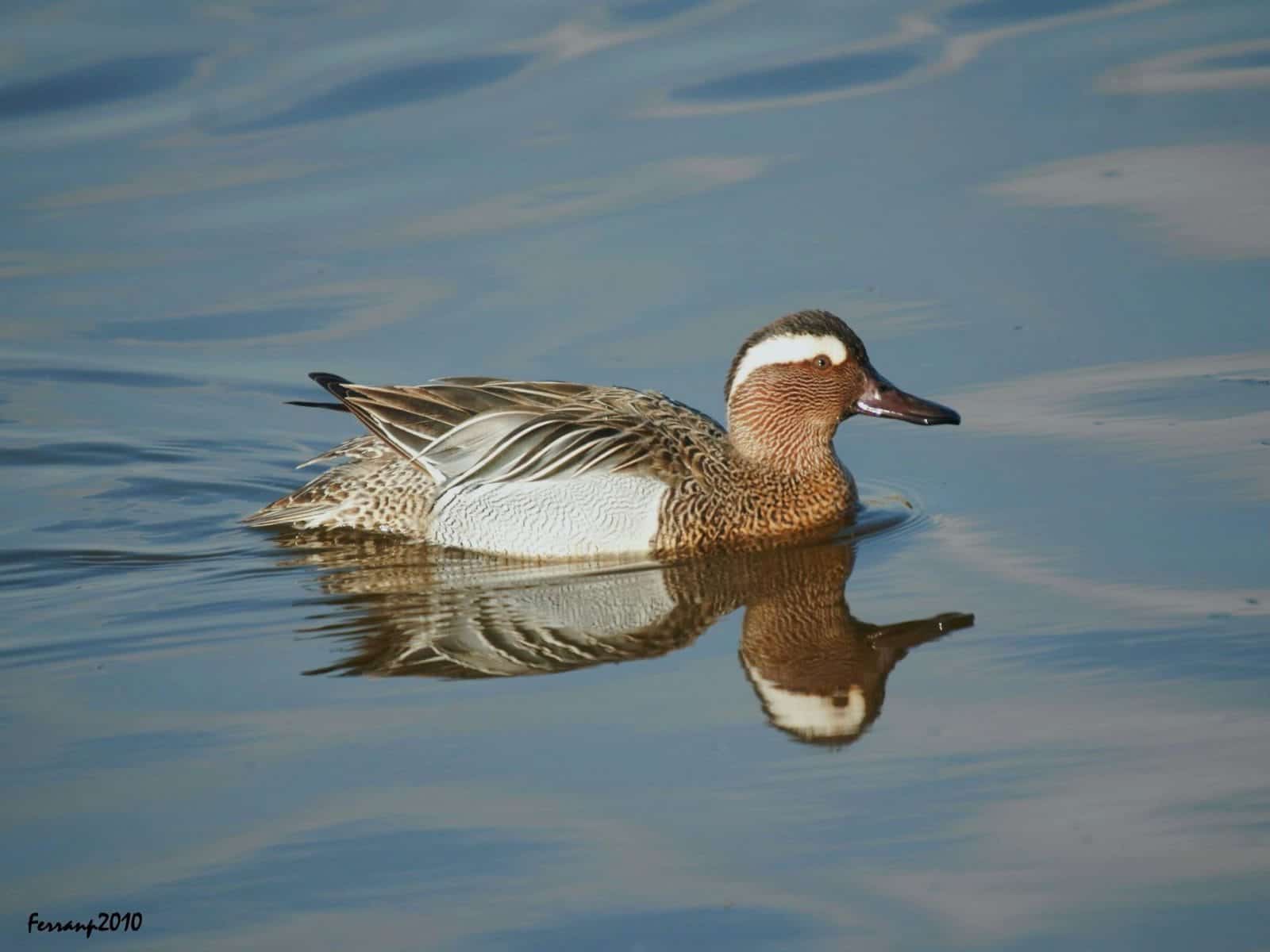 Garganey