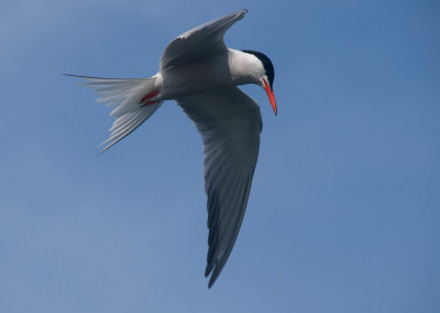 Common Tern