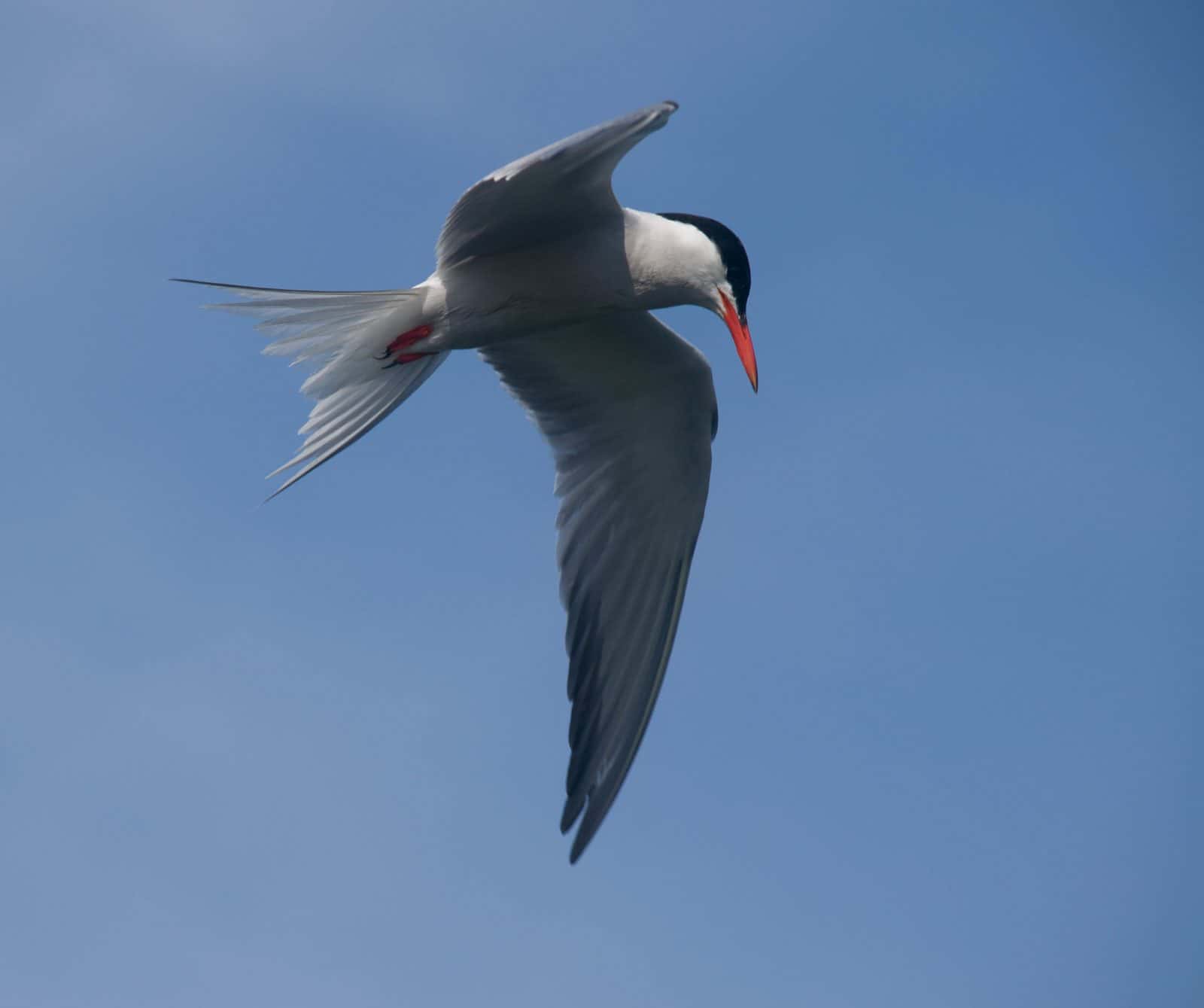 Common Tern