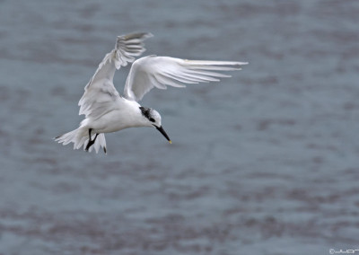 Sandwich Tern