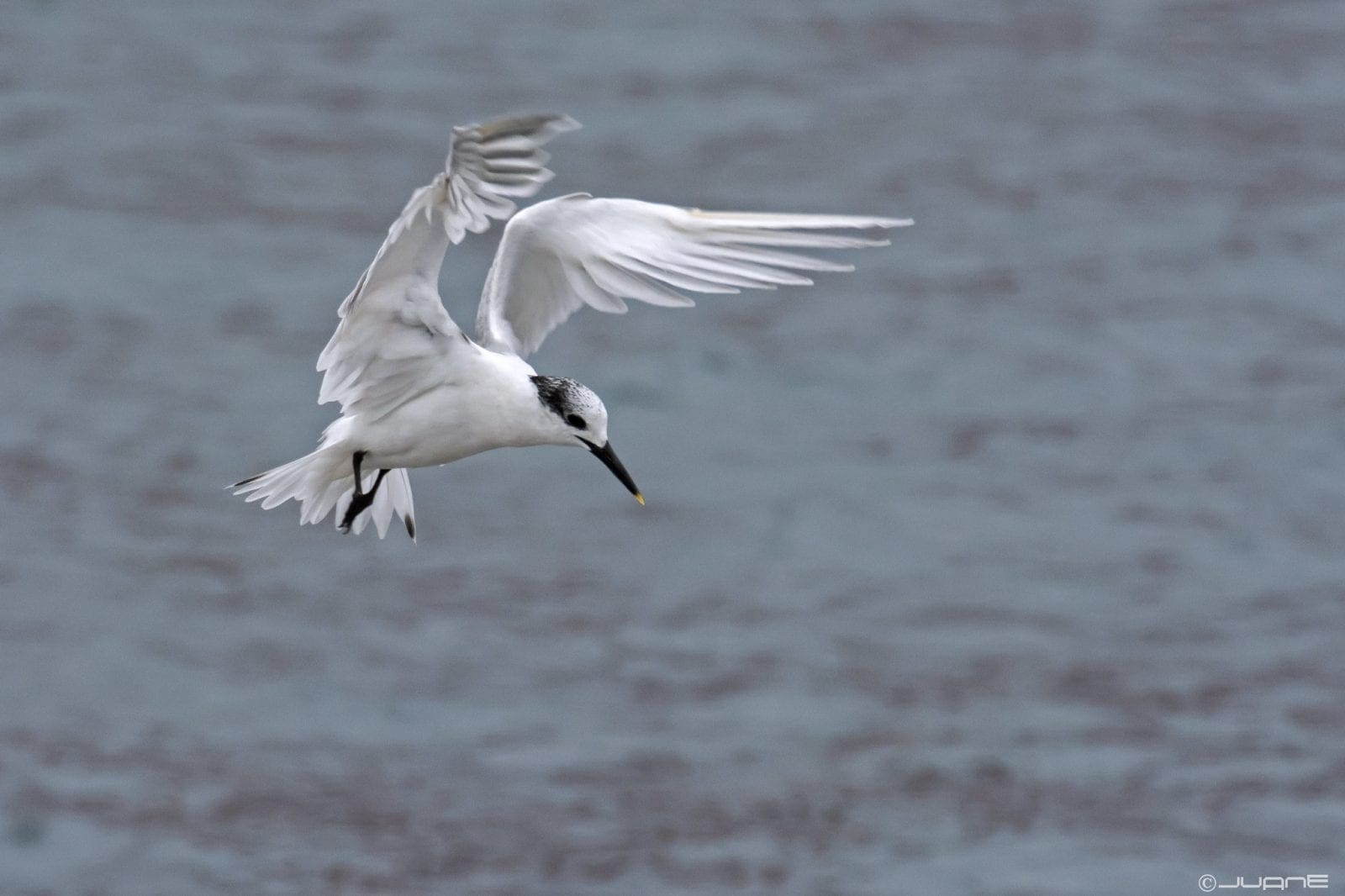 Sandwich Tern