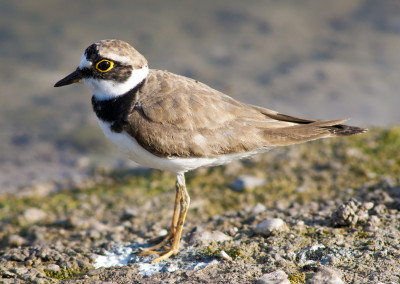 Little Ringed Plover