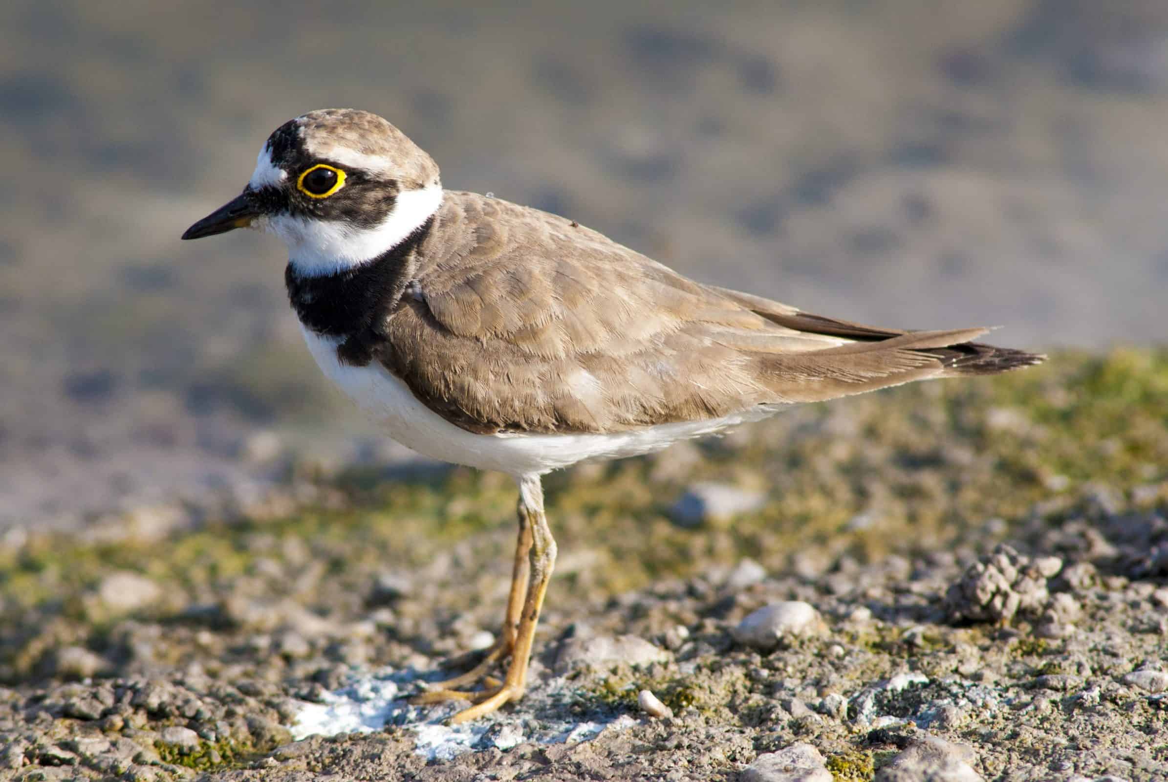 Little Ringed Plover