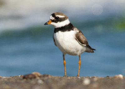 Common Ringed Plover