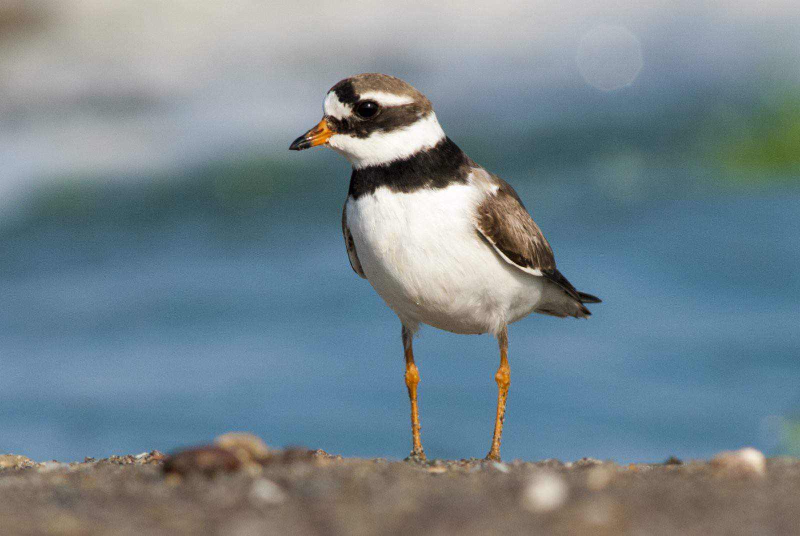 Common Ringed Plover