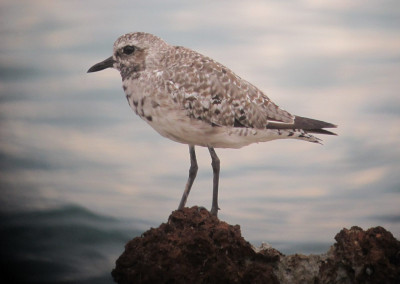 Grey Plover