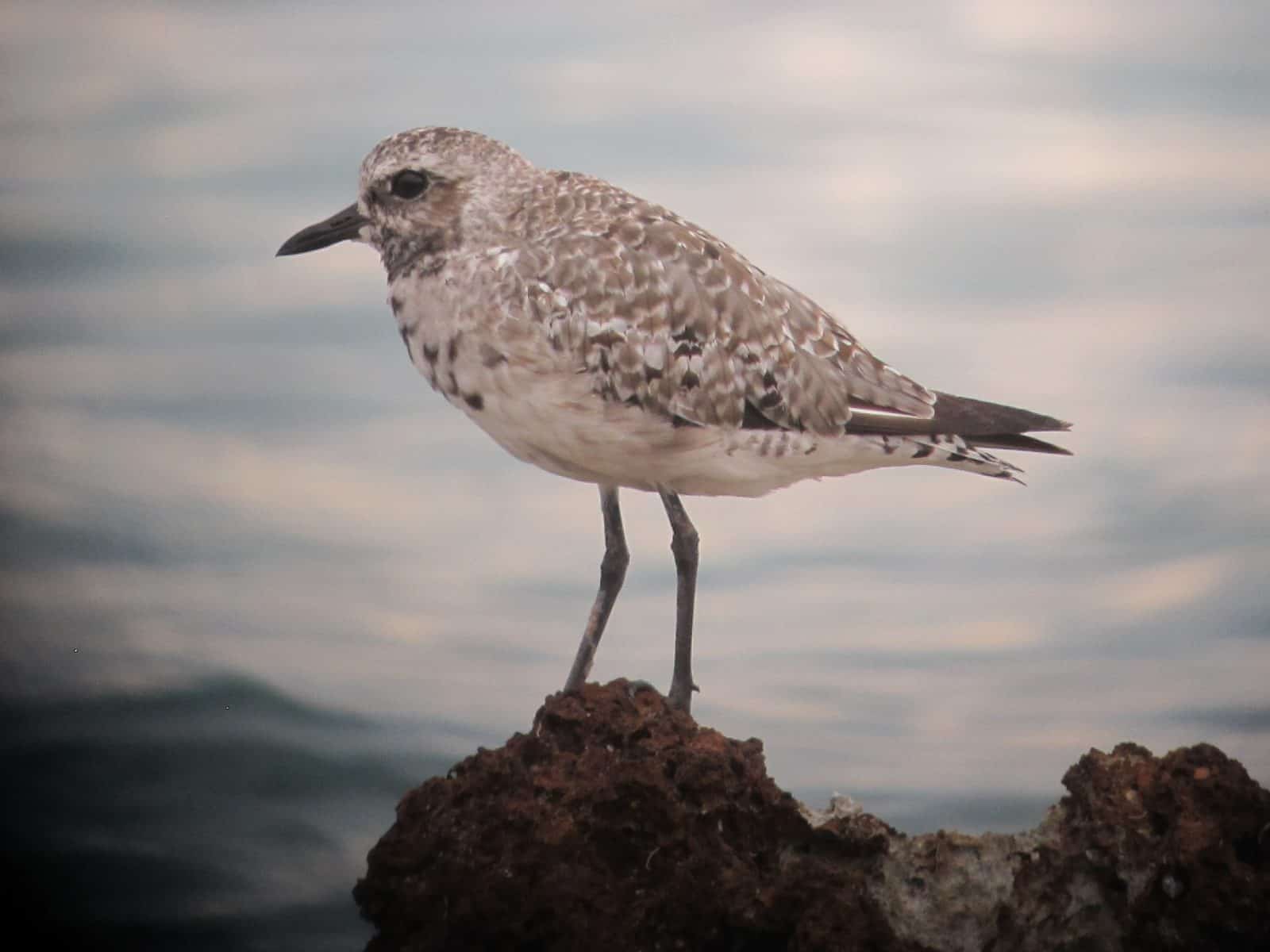 Grey Plover