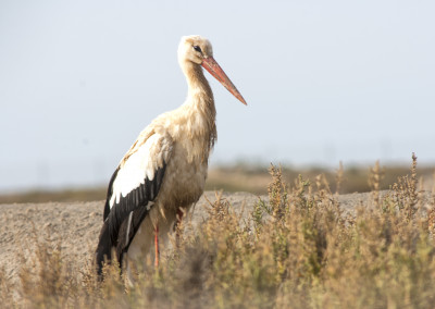 White Stork