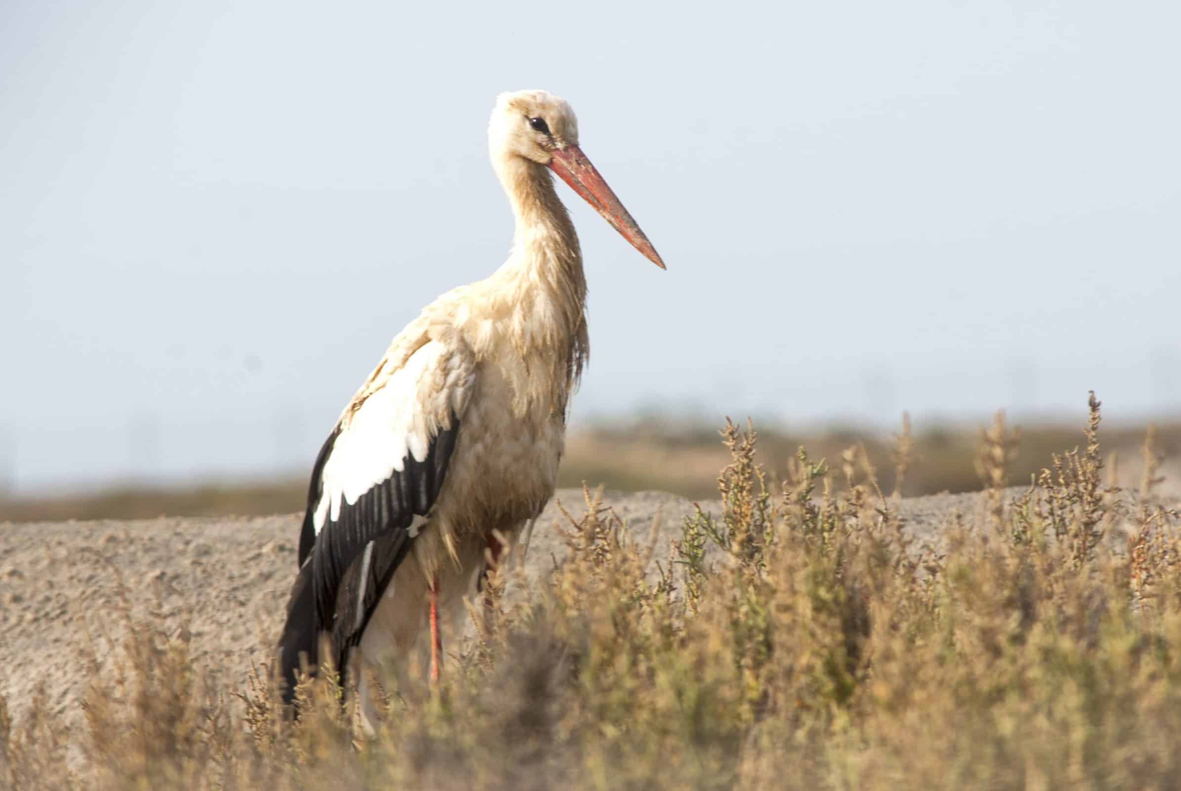 White Stork