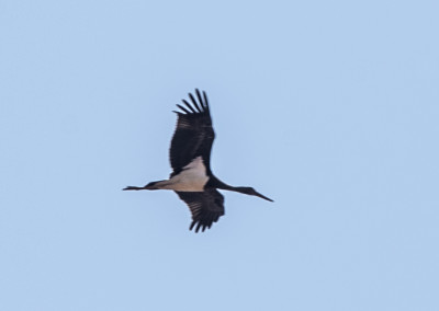 Black Stork