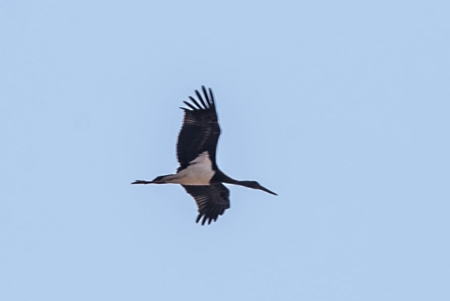 Black Stork