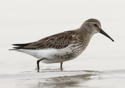 Dunlin