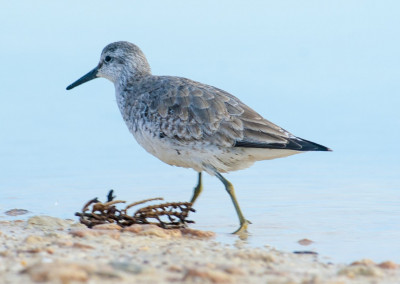 Red Knot