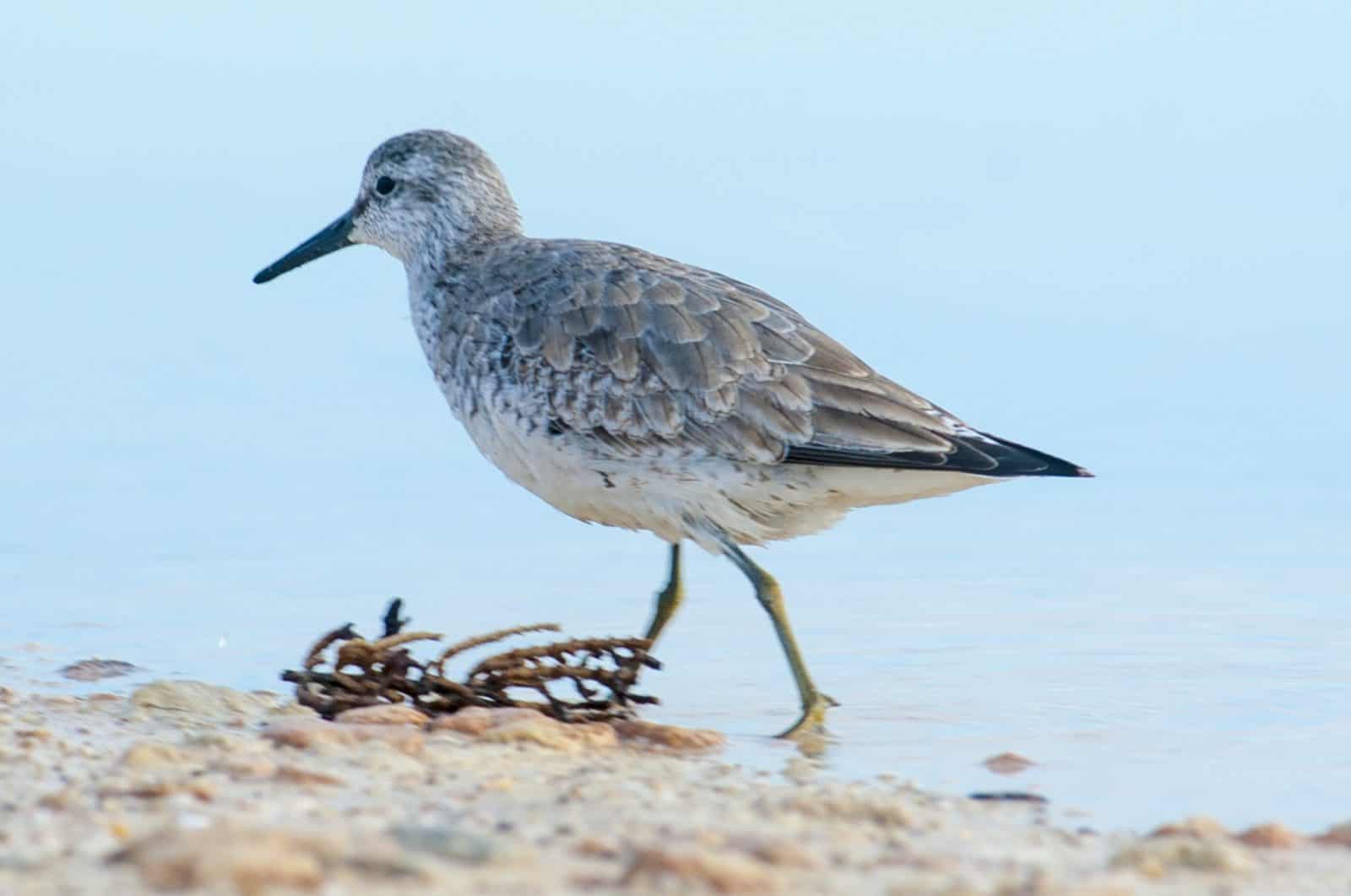 Red Knot