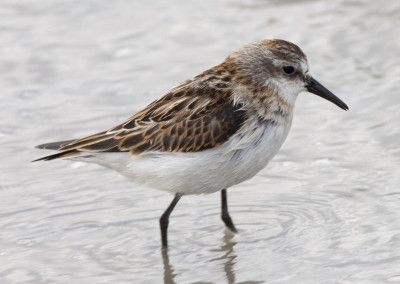 Little Stint