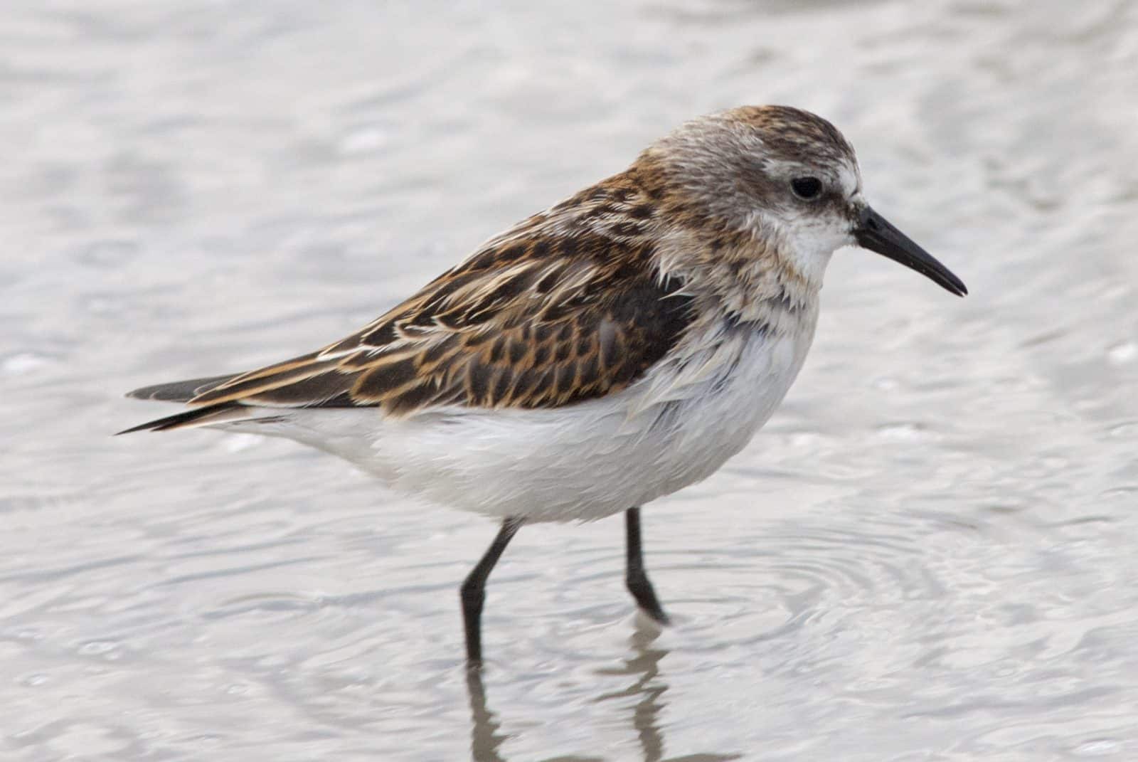 Little Stint