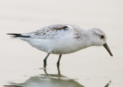 Sanderling