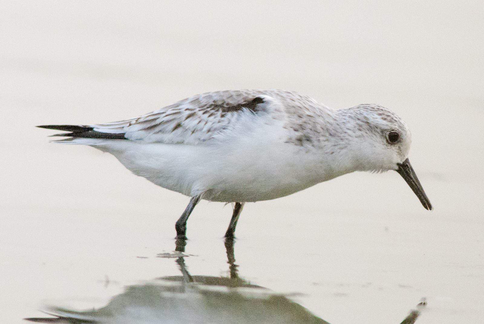 Sanderling