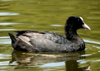 Eurasian Coot