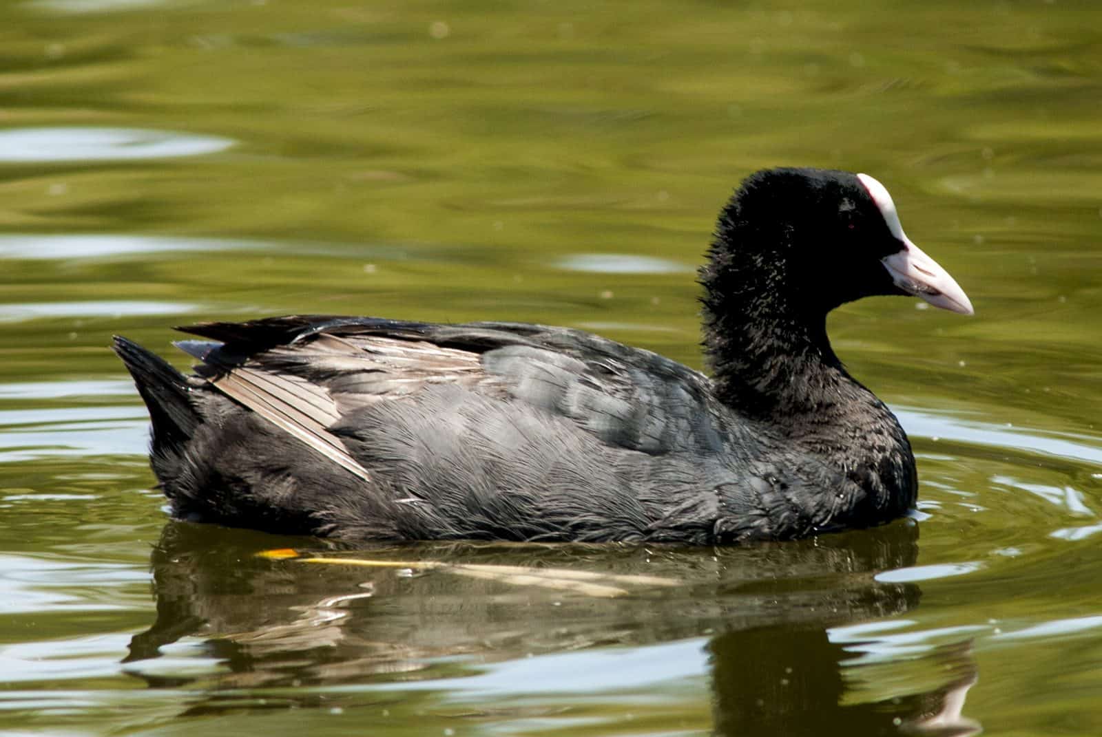 Eurasian Coot