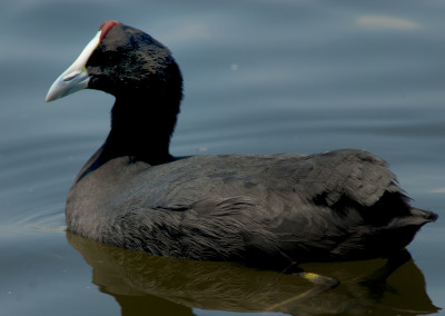Red-knobbed coot
