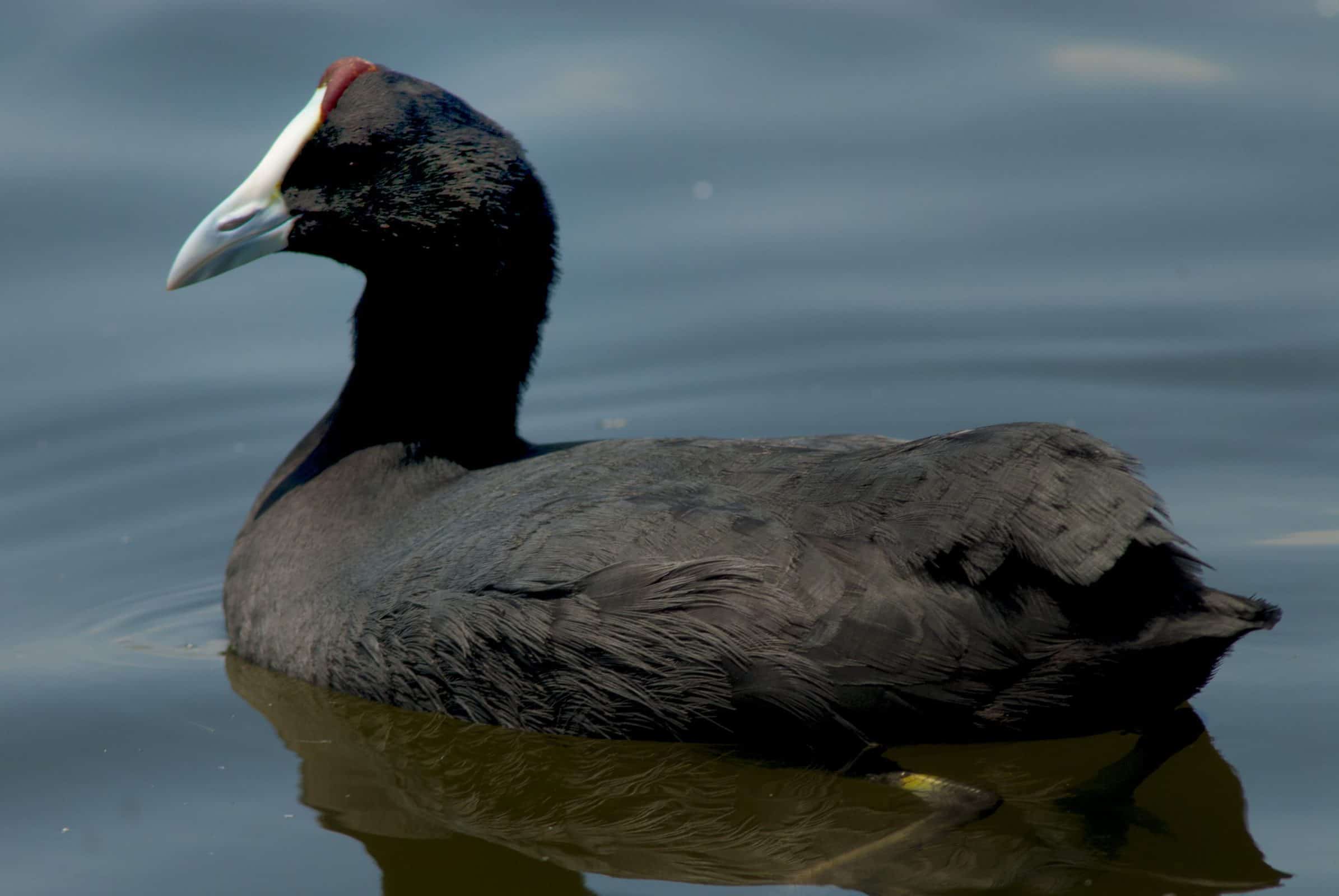 Red-knobbed coot