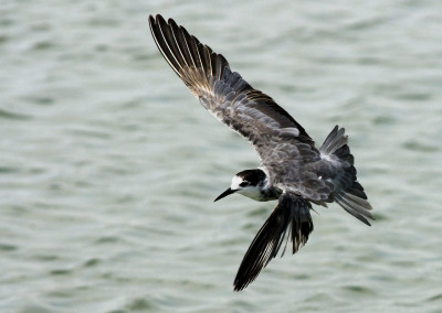 Black Tern