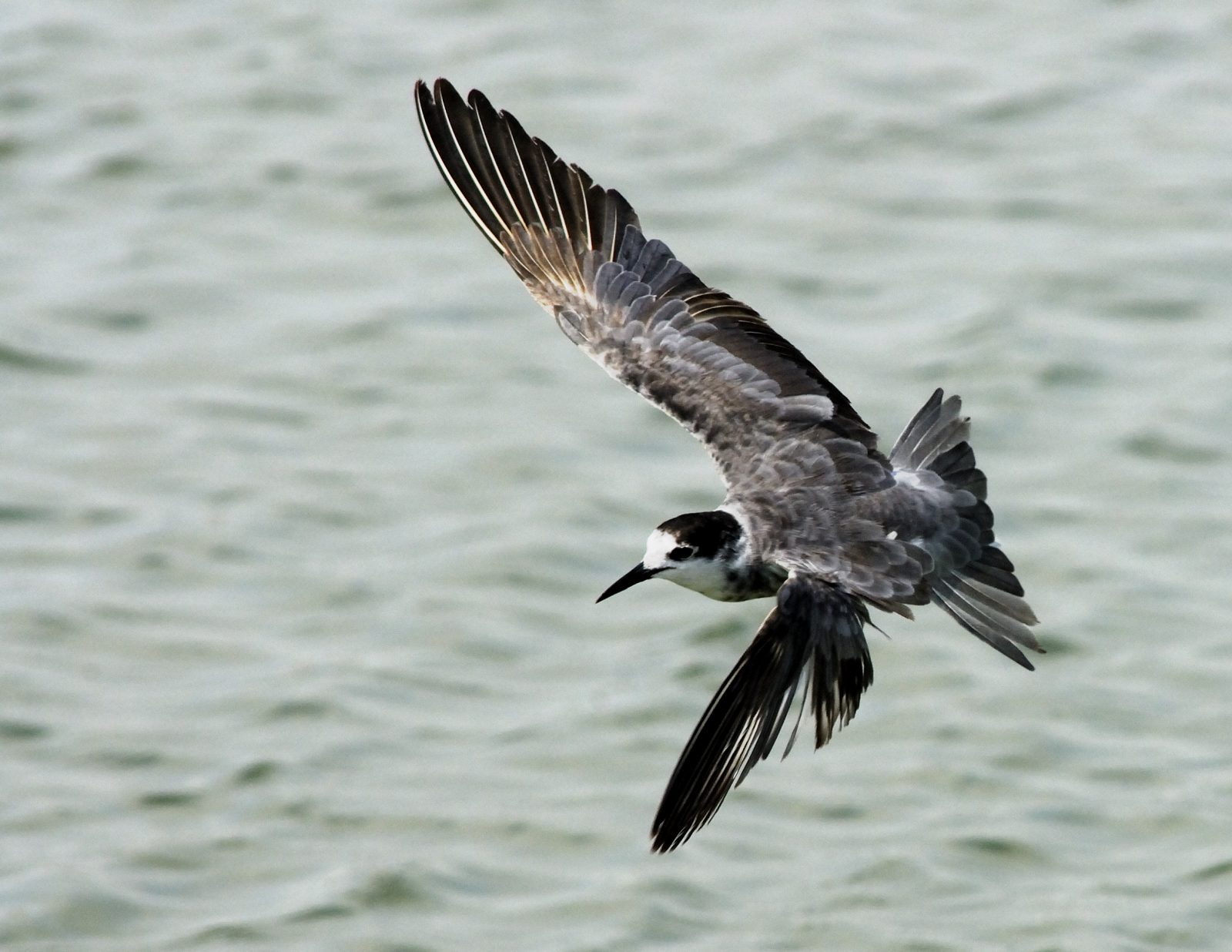 Black Tern