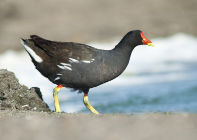 Common Moorhen