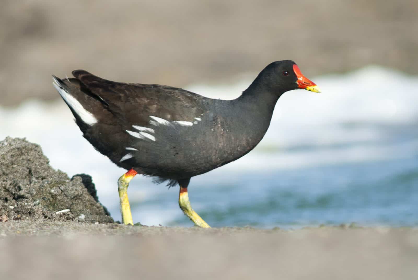 Common Moorhen