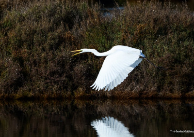 Great Egret