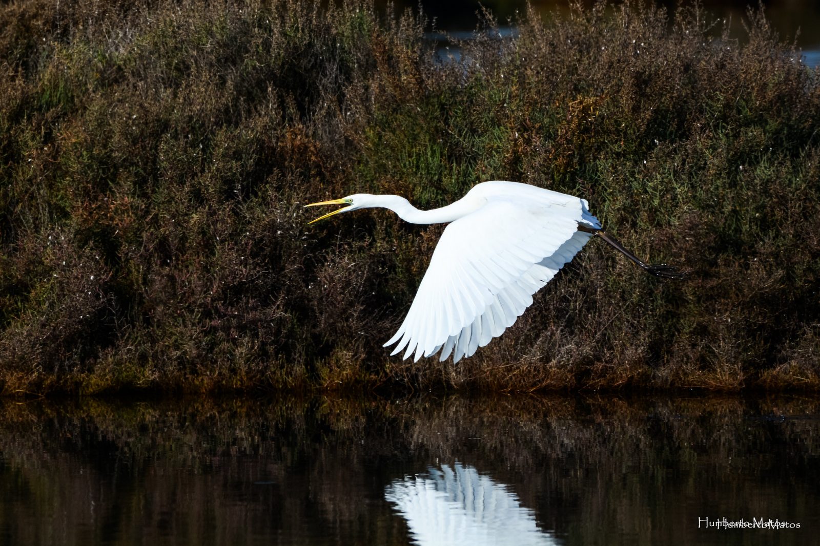 Great Egret