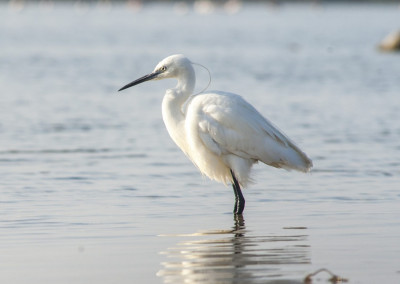 Little Egret