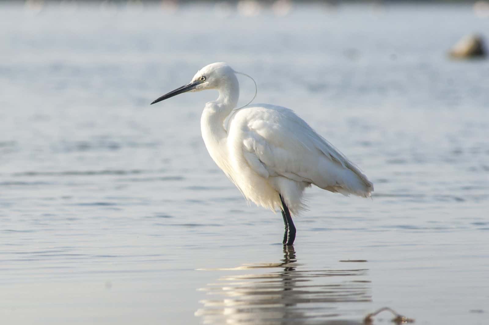 Little Egret