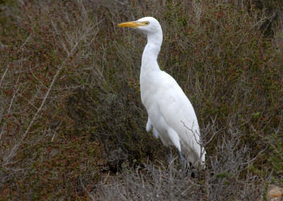 Cattle Egret