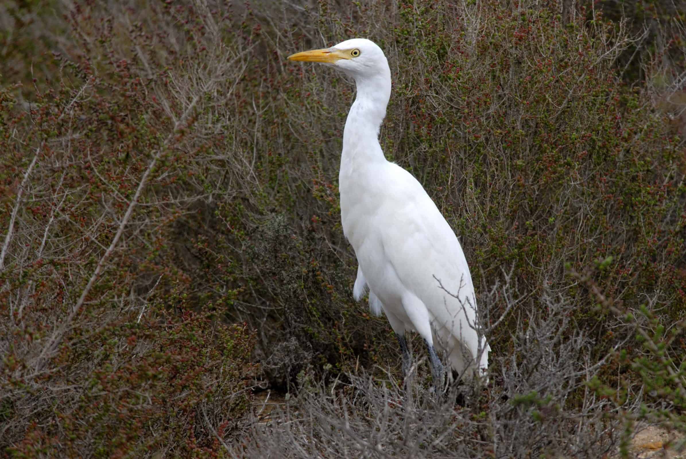 Cattle Egret