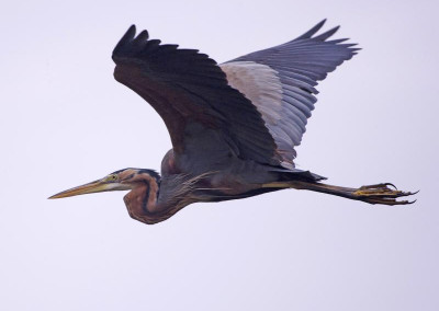 Purple Heron