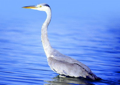 Grey Heron