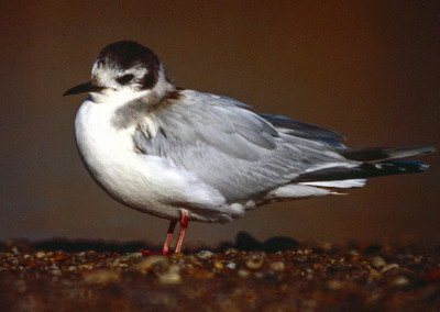 Little Gull