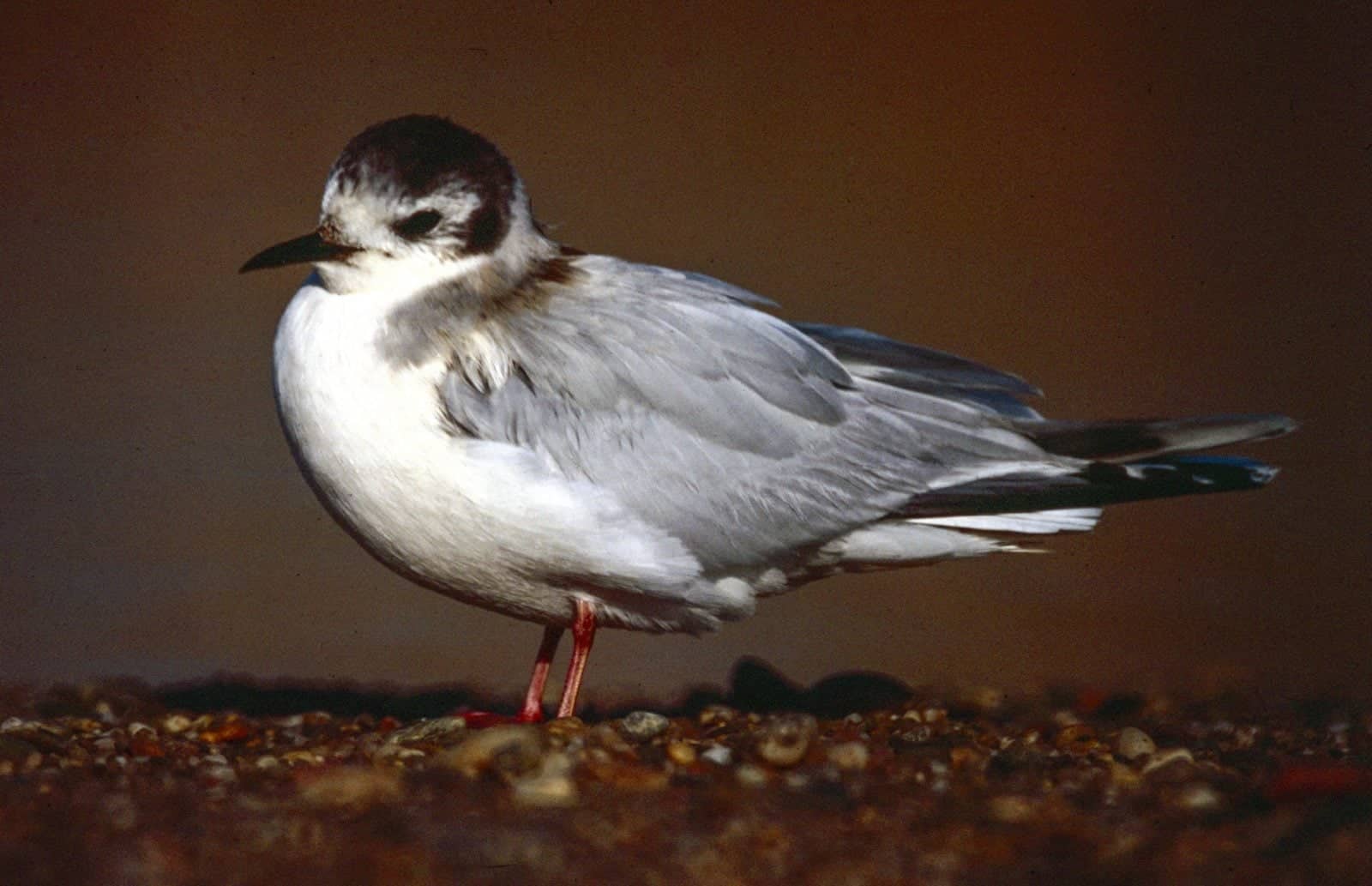 Little Gull