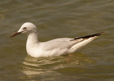 Slender-billed Gull