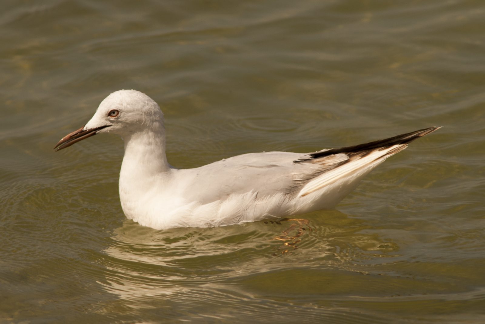 Slender-billed Gull