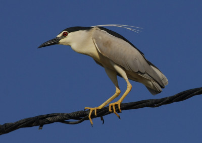 Black-crowned Night Heron