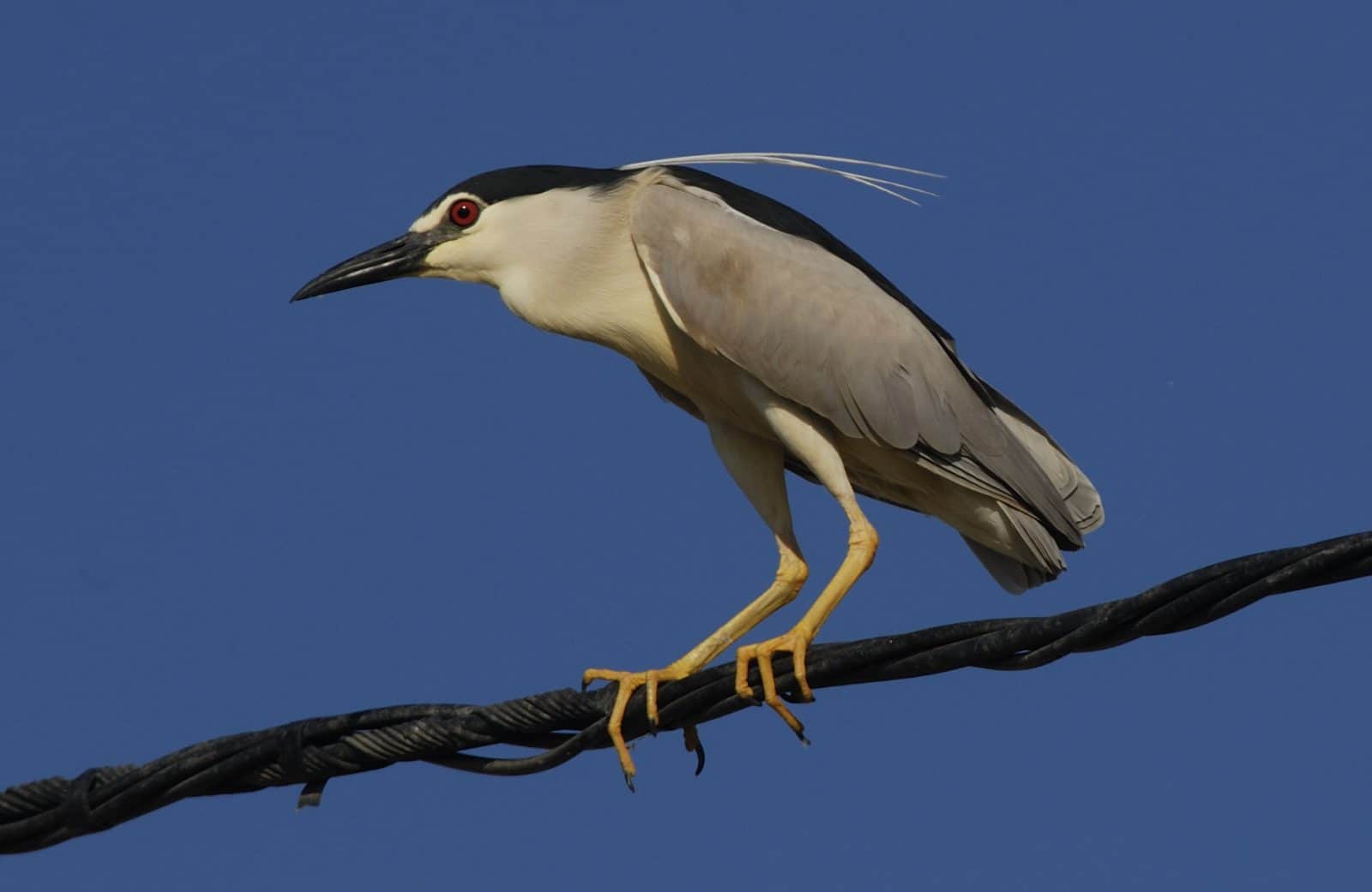 Black-crowned Night Heron