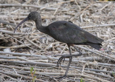 Glossy Ibis