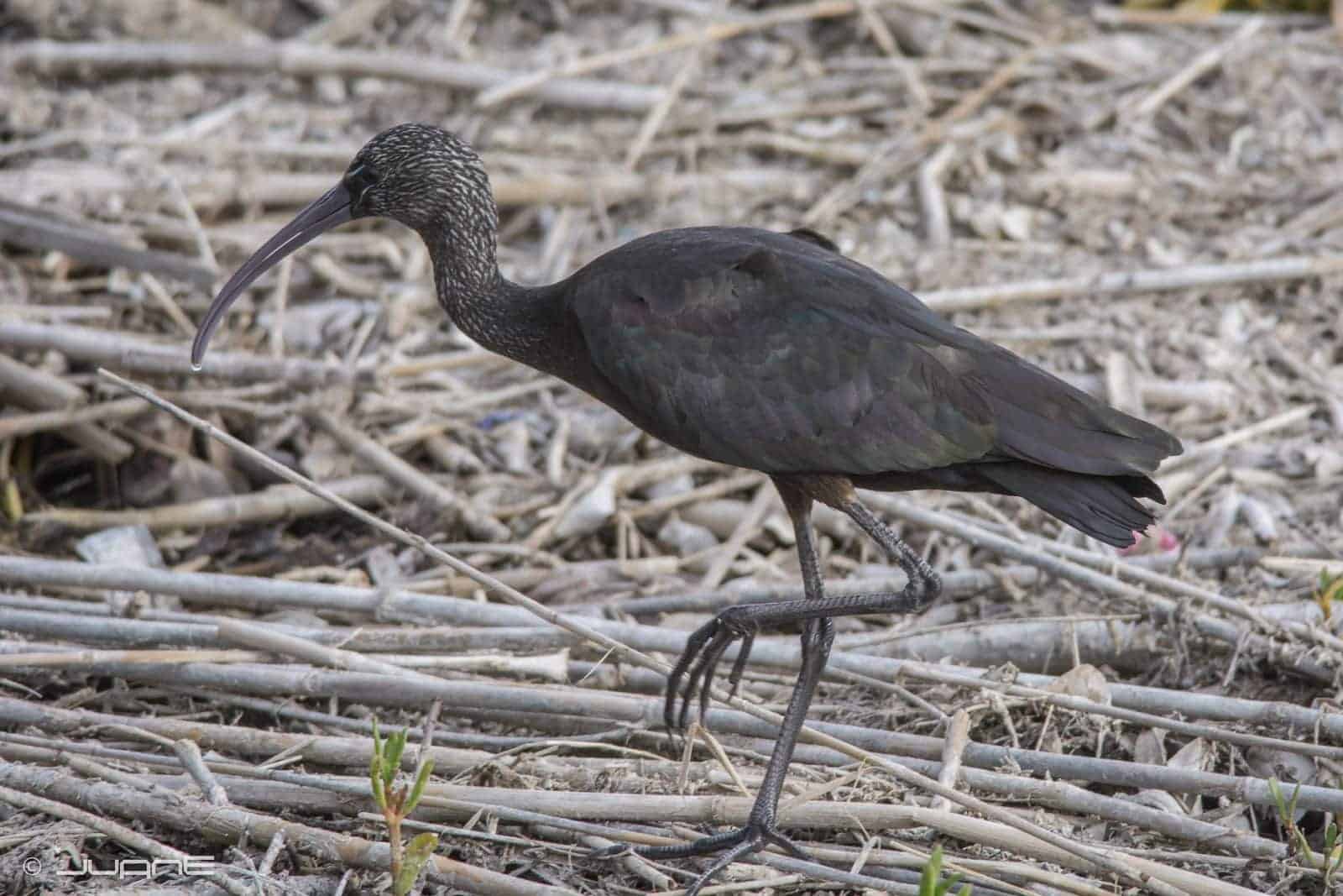 Glossy Ibis